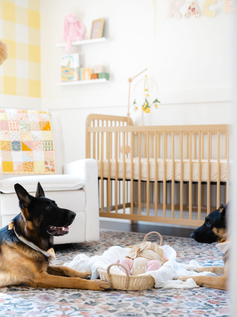 Two dogs sitting in nursery over baby girl in basket 