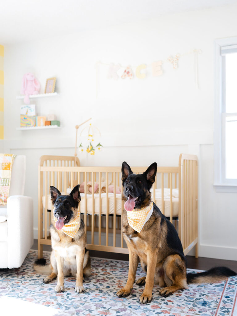 Two dogs standing in nursery wearing yellow bandanas 